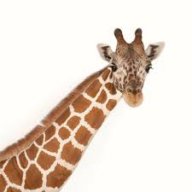 Giraffenlord