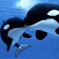 Der Orca