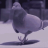 Pigeon2767